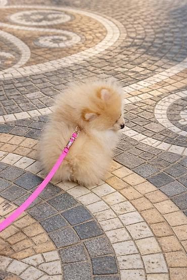 bordoška doga cena: Pomeranac zenkica. Dostupna prelepa ženkica pomeranca. Starosti 4 mes — 8