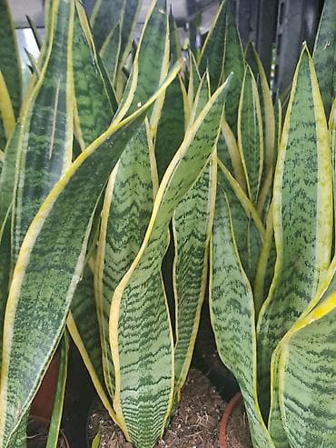 slike za deciju sobu: Yucca, Drvo Zivota, 140 centimetara visina, dva stabla iz saksije sa — 6