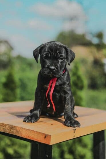 psi koji trazi tartufe: Postanite vlasnik jednog od naših vrhunskih Cane Corso štenaca — 24