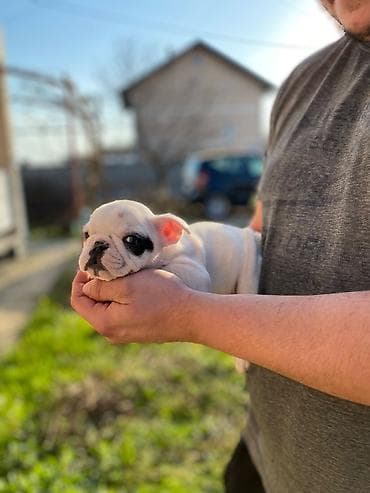 mali psi za stan cena: 🔥 TOP FRANCUSKI BULDOG ŠTENCI 🔥 Na prodaju vrhunski štenci francuskog — 7