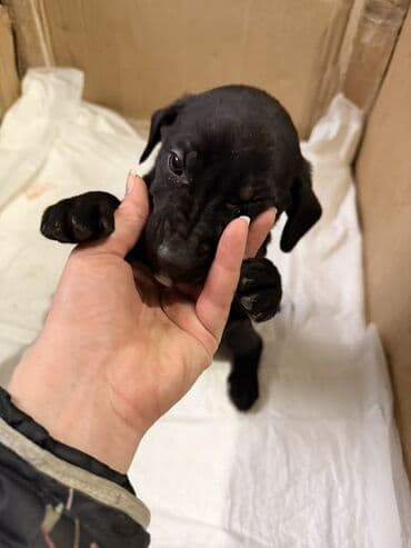 cetka za pomeranca: Štenci mešanci – više štenaca različitih boja i šara Opis: - Leglo — 8