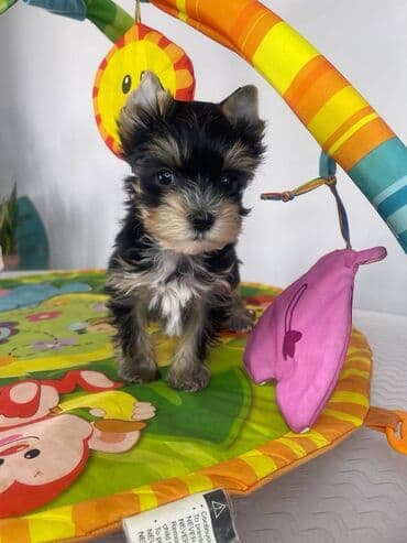 psi pomeranci na poklon: Yorkshire Terrier štenci Na prodaju su dve nežne princeze i jedan — 3