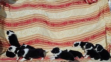 samojedi psi: Border koli (collie) štenad. Aspri Eklesija Kennel (odgajivačnica) — 3