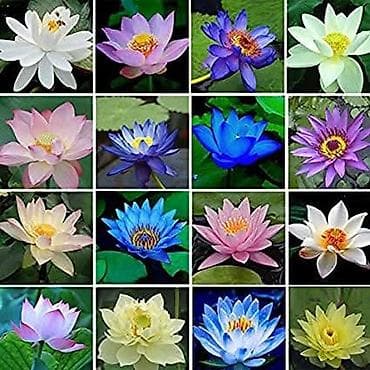 mastermax trimer na kolicima: 05. Seme Lotosa Cena:950din/5 semenki Za kućni Lotus potrebna vam je — 7
