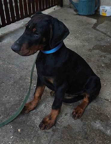 psi novi sad: Doberman muško štene, oštenjen 28.10.2025. Primio sve potrebne — 6