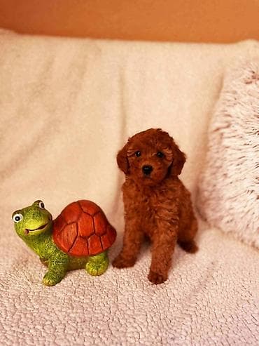 chow chow stenci: Mini pudla, muški štenci U ponudi muški crveni i aprikot štenci MINI — 1