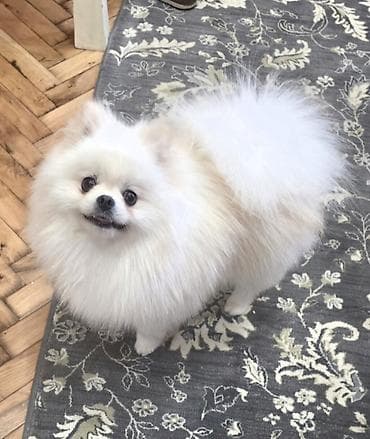 njuškalo psi pekinezeri na poklon: Pomeranian Star renomirana odgajivačnica pomeranaca iz Beograda je — 8