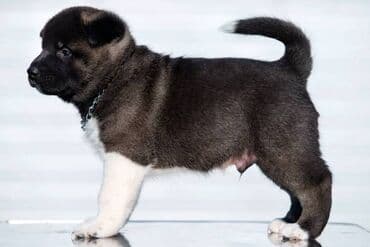 poklon psi: Američka Akita štenci Odgajivacnica TOP WINNER PUPPY sa ponosom — 1