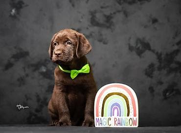 tocak za macke: Crni i braon mužjak Labrador retrivera  Crni i braon mužjak iz — 5