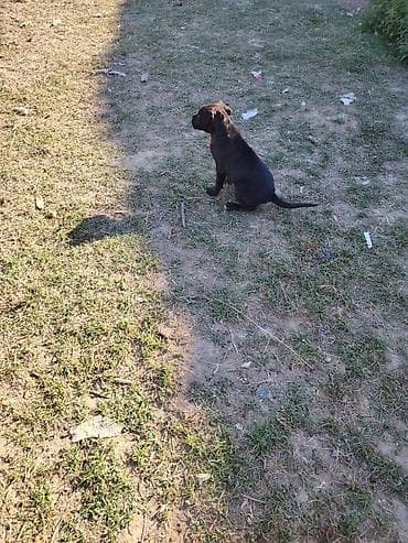Psi: Štene cane corso Ženka, stara 2 ipo meseca Očišćenje od parazita i — 5