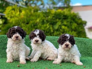 cockapoo psi: Lagoto Romanjolo štenci Dostupno novo leglo pasa rase LAGOTTO — 4