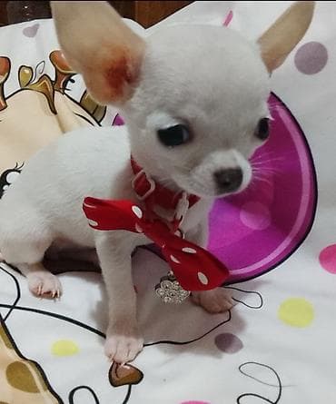 mini pomeranac prodaja: MINI ČIVAVE. Mini čivave oba pola kristalno bele, zlatne i — 1