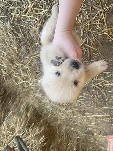 mesanac malinoa i nemackog ovcara: Štene mesanci otac zlatni retriver retrivera tek prijeli nisu — 10