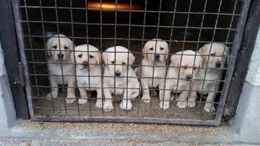 zlatni retriver srbija: Labrador Retriver štenci Prodajem štenad Labrador Retrivera starih dva — 1