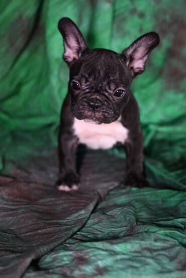 haski stene: Francuski buldog – štene - Rasa: Francuski buldog - Boja: crna — 3
