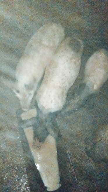 Na prodaju jedno prase 370 dinara na lalafo.rs Na prodaju jedno prase 370 dinara