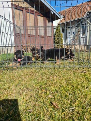 Životinje: Odgajivacnica Nemackih Ovcara Winner Line iz Kraljeva predstavlja — 11
