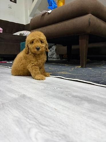 dog sel: U ponudi musko štene pudle, odgajano u kućnim uslovima uz nadzor — 4