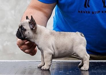 francuski buldog blue: French Buldog kennel Srcky's Fci 3759 oglasava vrhunsko leglo 3 zenke — 4