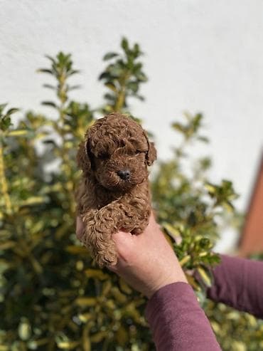 Dogs: Registrovana odgaivačnica ima u ponudi štenci toy i patuljaste pudle — 4