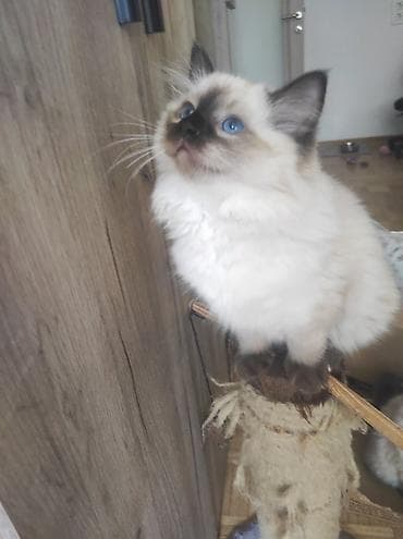 poklanjam mace: Ragdoll mačići – blue point rođeni 02.04. - Prelepi ragdoll mačići sa — 4