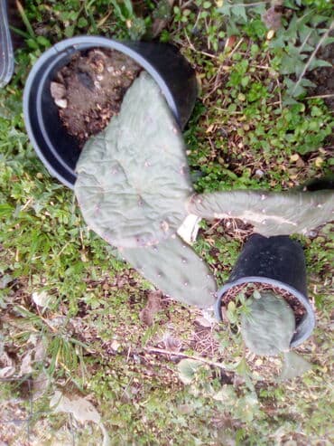 kaktus za jelo: Kaktusi ne mrznu — 1