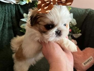 Prelepi Shih Tzu štenci iz registrovane FCI/KSS odgajivačnice „Moon — 6