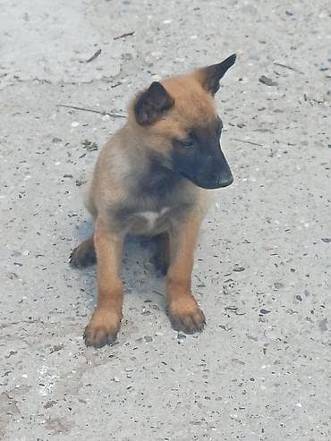 zuti psi: Štenci (verovatno tip belgijskog ovčara – malinoa) - Starost: mladi — 2