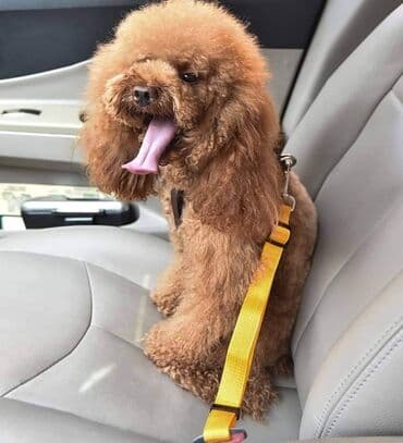 njemački ovčar štene: Sigurnosni pojas za ljubimce 1600 din Jednu stranu pojasa zakačite — 1