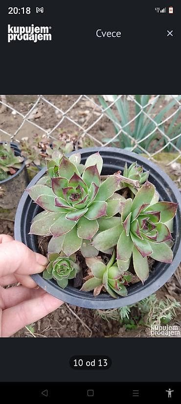 kaktus cena: Kaktusi — 9