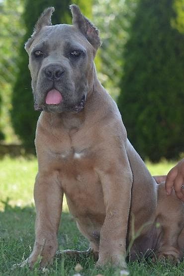 sivi psi: Cane Corso, vrhunski štenci Nasa odgajivačnica Vam nudi štence Kane — 4