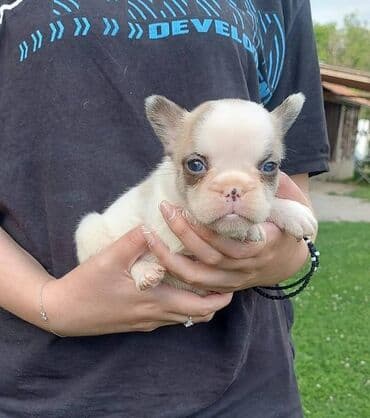 štenci nemačkog ovčara: Francuski buldog štenci egzotične plave boje, veseli umiljati, stručno — 3