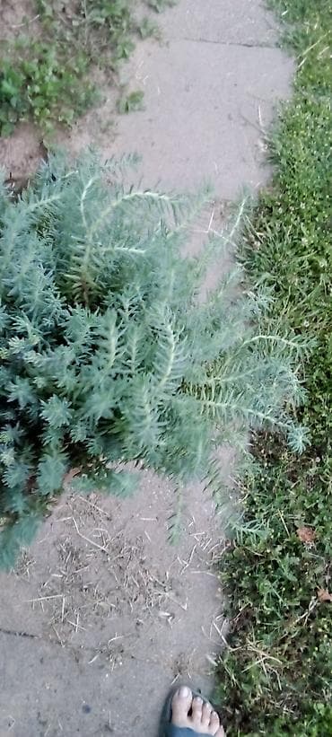 japanski amarilis cena: Sedum rupestre ‘Angelina’ – puzava sukulentna perena - Brzorastuća — 3