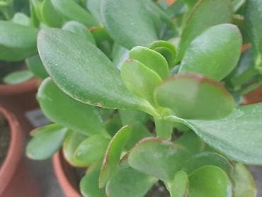 kalatea triostar cena: Chlorophytum, velike biljke u saksijama, Chlorophytum sa prve slike — 6