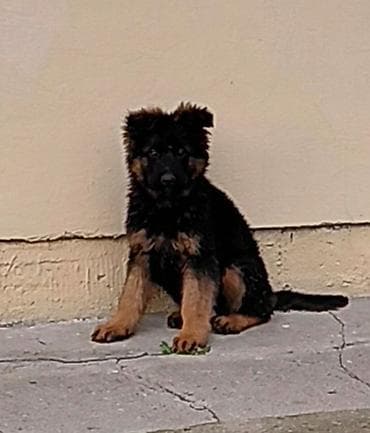 Dogs: Na prodaju vrhunska stenad nemackog ovcara. Otac: BOLZ VON GRAFENBURG — 2