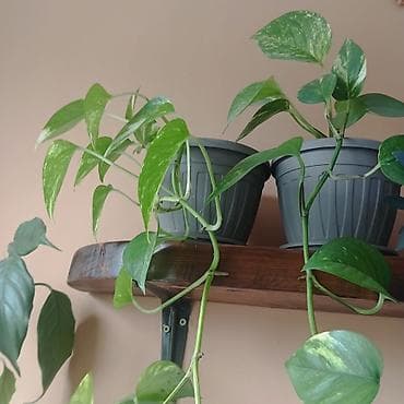 limun list: Sobne viseće biljke u saksijama - Zeleni potos (Epipremnum aureum) – — 5