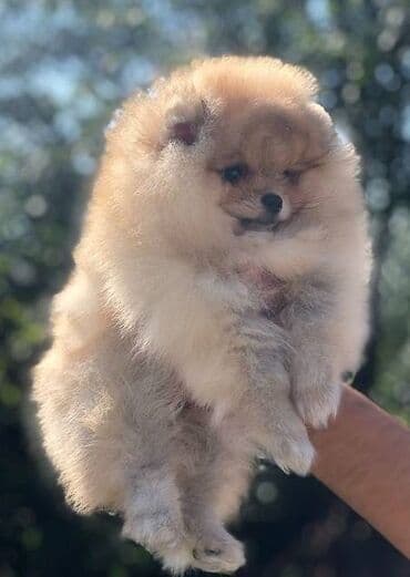 Psi: Pomeranac / Pomeranian / Boo štenci Ako ste odgovorna osoba i imate — 7