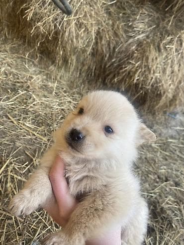 mesanac malinoa i nemackog ovcara: Štene mesanci otac zlatni retriver retrivera tek prijeli nisu — 9