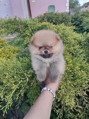 psi za poklon: Dostupan decak — 2