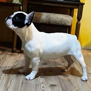 Psi: Odgajivačnica Francuskih Buldoga FCI 6478 Smederevo Fortress u ponudi — 3