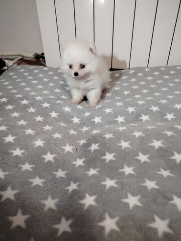 srednja pudla tezina: Pomeranski špic – štenci mini tipa (patuljasti spic). - Više — 8