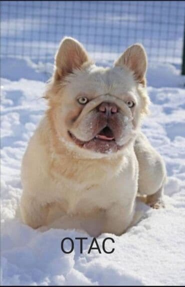 mini francuska pudla: Fluffy muzijak francuskog buldoga unuk polar jr i fozzy nosilac — 7
