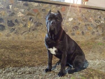 kucni psi: Cane Corso štenci Na prodaju štenci Kane Korso sa papirima, oštenjeni — 7