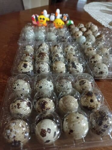 resetke za odvod vode: Uvek sveža oplođena jaja japanske prepelice dobro skladistena na — 2