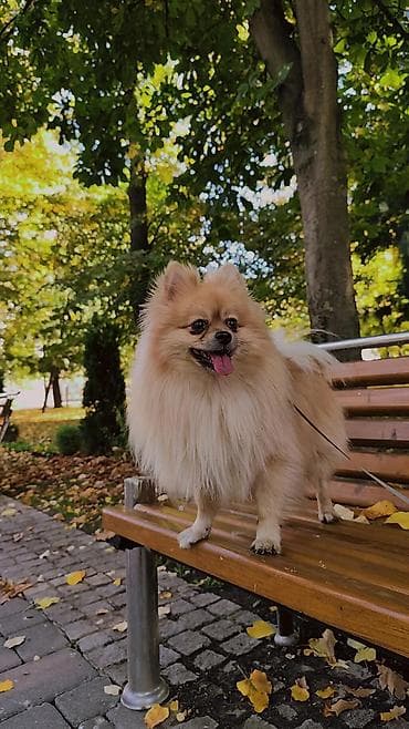 psi za dvoriste prodaja: Pomeranac (spic minijaturni) – prelep, pahuljast pas narandžasto-krem — 1