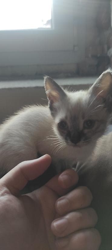 ragdoll mačići prodaja: Sijamce ženkica staro mesec i po dana Osobine: - mirno i nežno, voli — 2