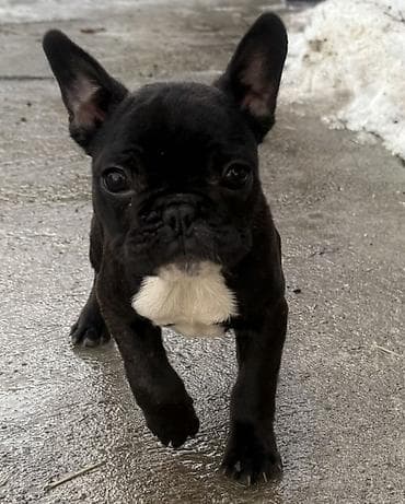Glodari: Francuski buldog, štene crne boje sa belom oznakom na grudima i bradi — 2