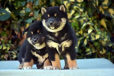 za stan mali psi na poklon: NEW "MINMIGORA' S" litter "Minmigora' s" Shiba Inu kennel present new — 6