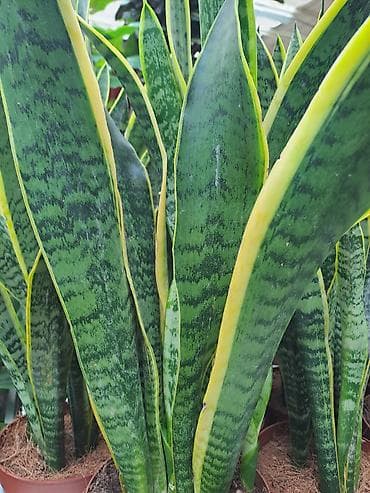 jasmin cvece slike: Sanseverije, velike biljke sa prve, druge i trece slike su 3500 — 3