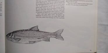 the first frost sa prevodom: Knjiga:The Practical Guide to Coarse Angling (Vodic za pecanje) — 5